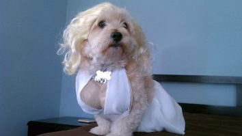Marilyn Monroe Dog Costume