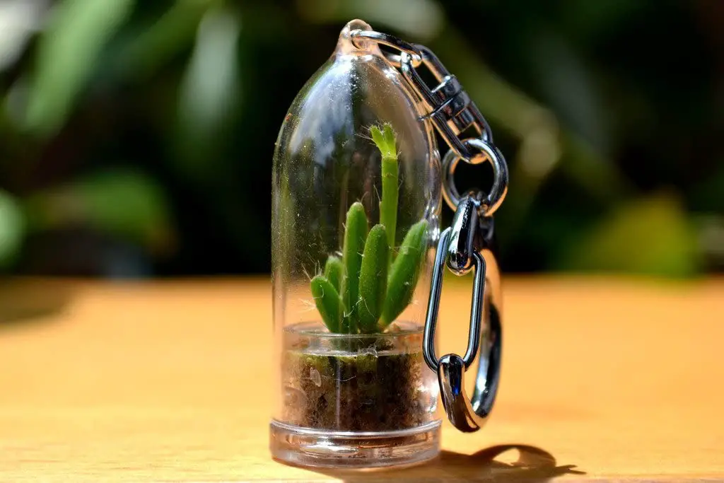 Real Cactus Terrarium Keychain