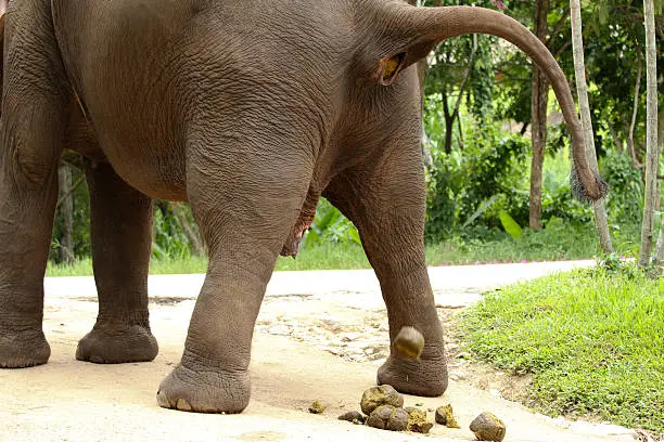 Elephant pooping