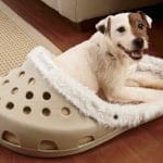 Giant Shoe Slipper Shaped Dog Bed