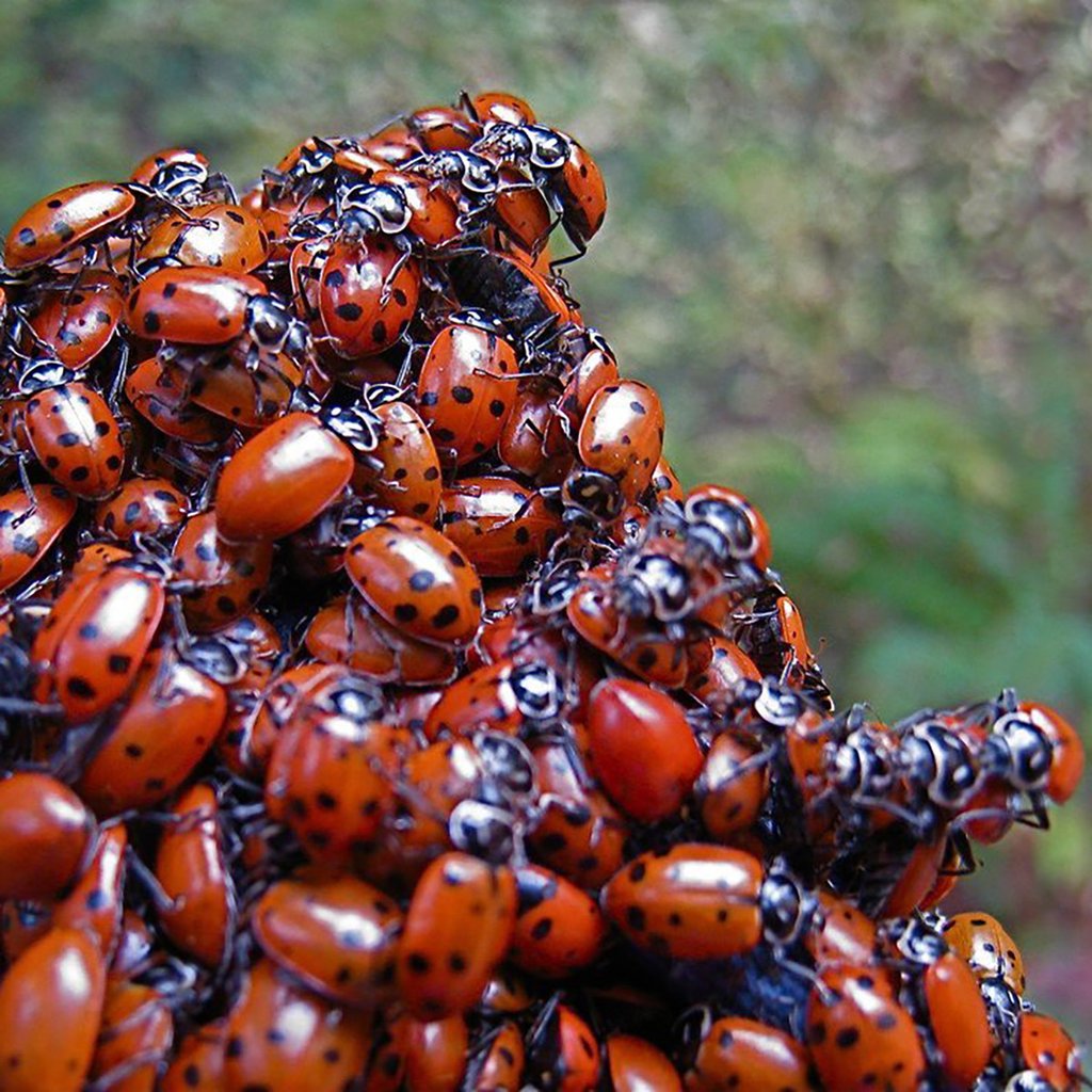 Send Live Ladybugs In The Post